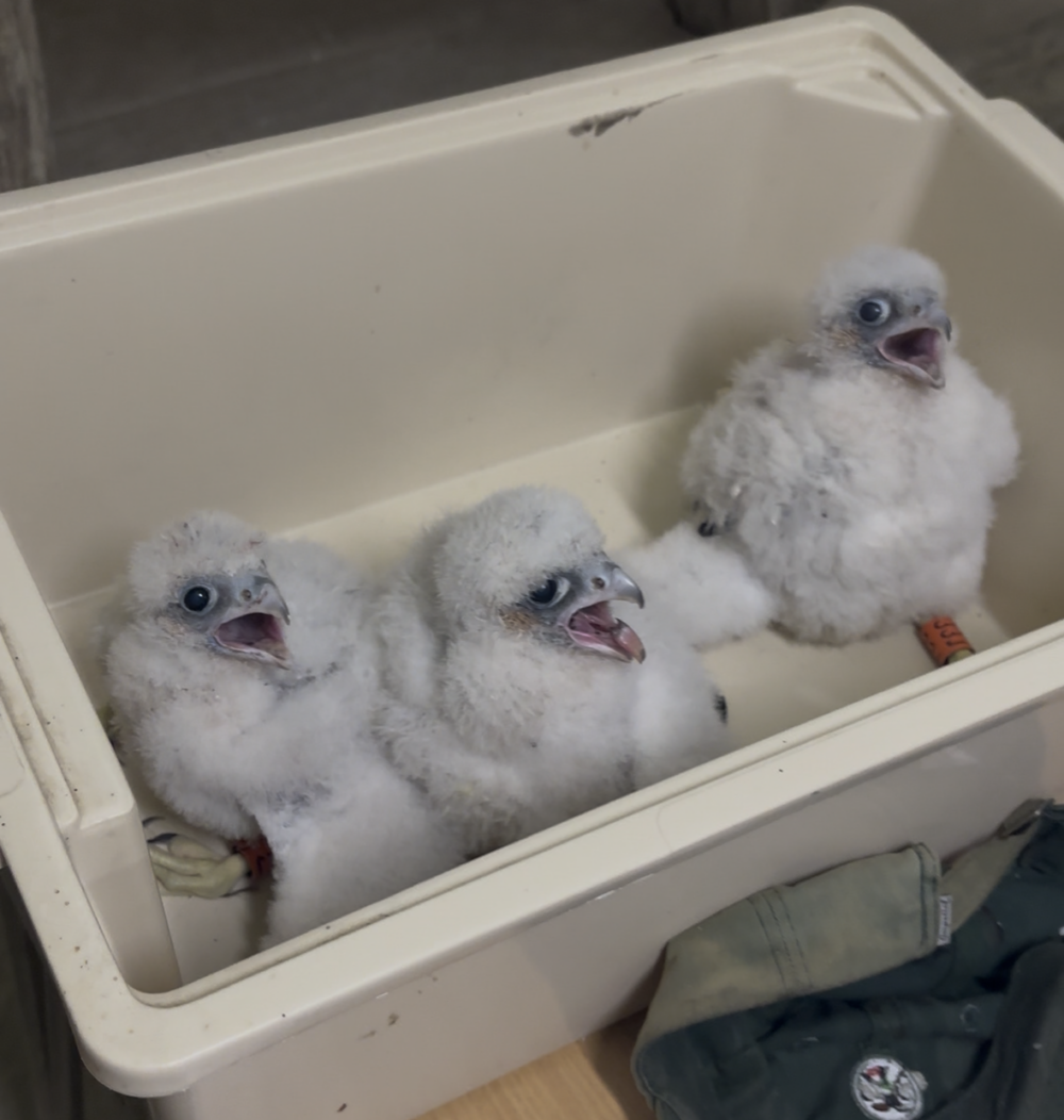 The three Peregrines after the ringing process Picture: Salisbury Cathedral