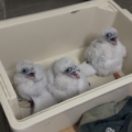 The three Peregrines after the ringing process Picture: Salisbury Cathedral