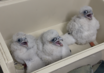 The three Peregrines after the ringing process Picture: Salisbury Cathedral