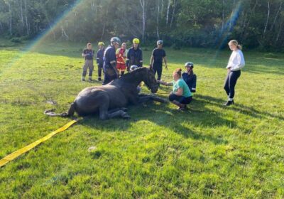 The horse was rescued within three hours Picture: Hampshire & Isle of Wight Fire and Rescue Service
