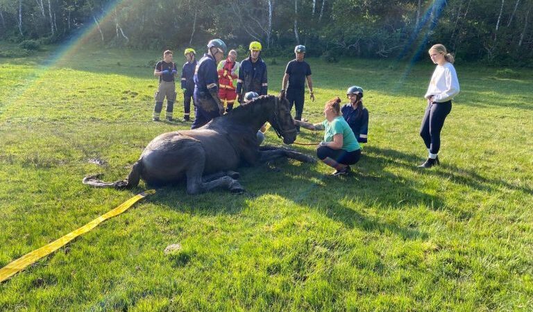 The horse was rescued within three hours Picture: Hampshire & Isle of Wight Fire and Rescue Service