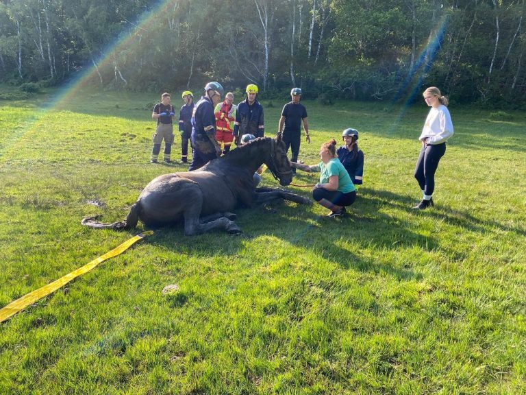 The horse was rescued within three hours Picture: Hampshire & Isle of Wight Fire and Rescue Service