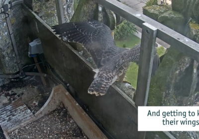 A video from Salisbury Cathedral's livestream showing the birds successfully fledging Picture: Salisbury Cathedral