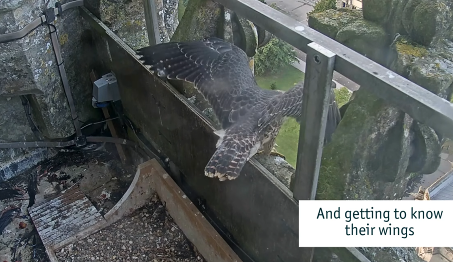A video from Salisbury Cathedral's livestream showing the birds successfully fledging Picture: Salisbury Cathedral