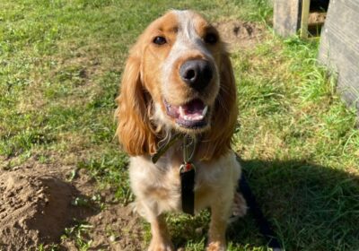 Ollie is Salisbury Dogs Trust dog of the month Picture: Dogs Trust Salisbury