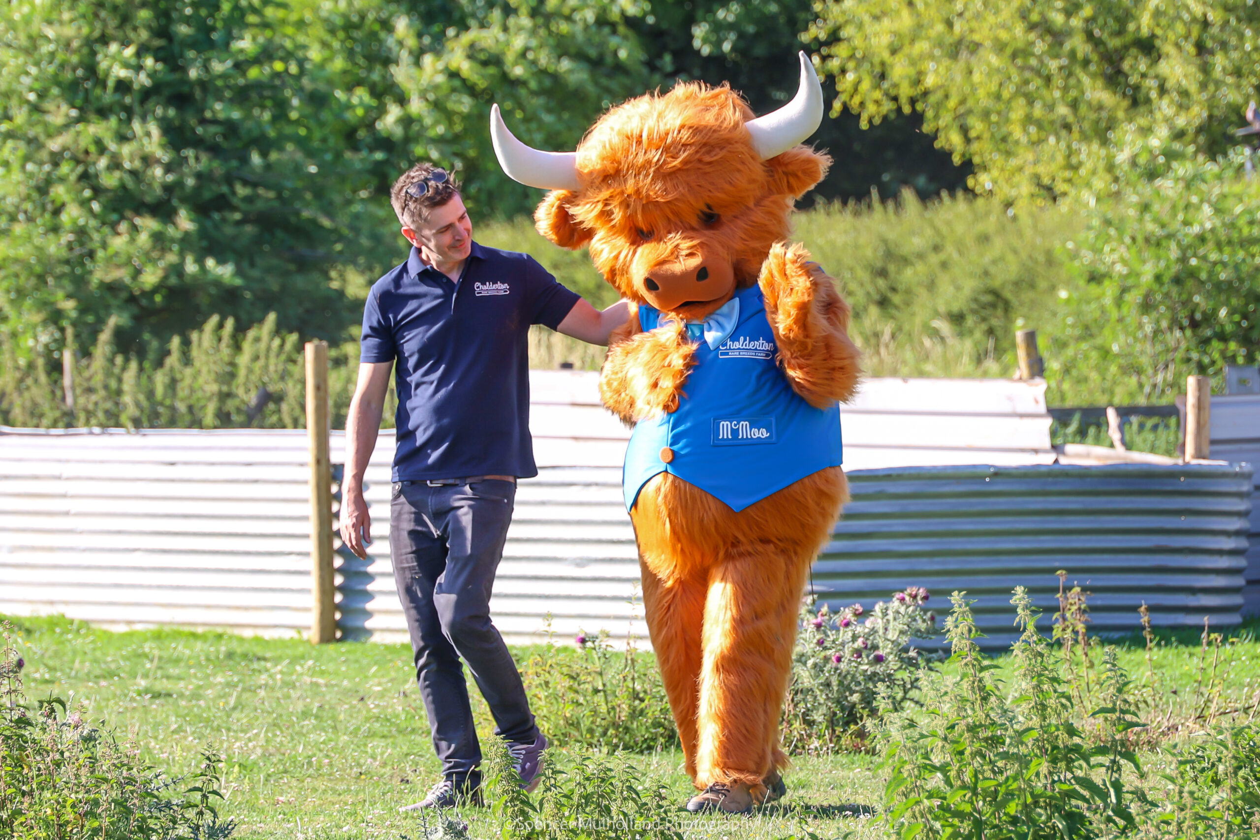 Mr Moo is introduced to his new paddock at Cholderton Rare Breeds Farm Picture: Spencer Mulholland