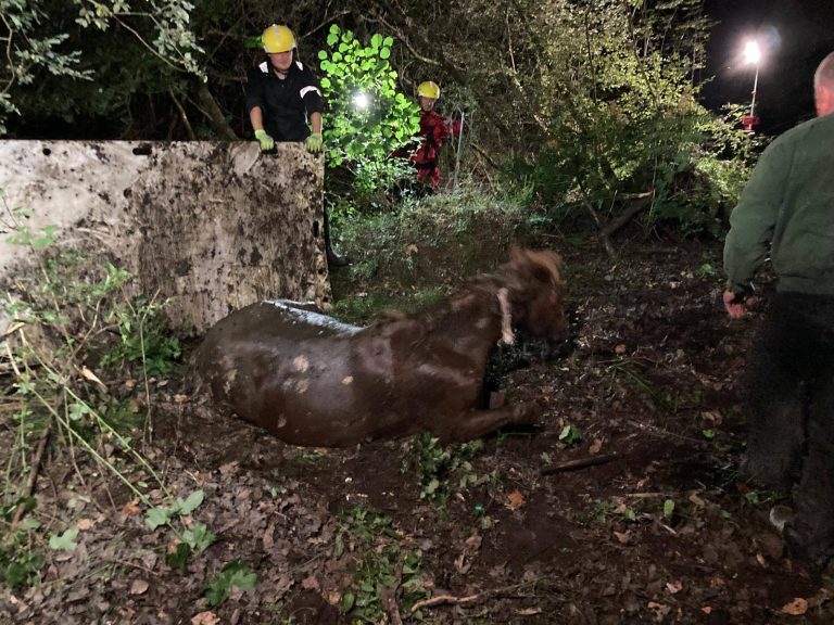 Crews said the pony quickly recovered Picture: Hampshire & Isle of Wight Fire and Rescue
