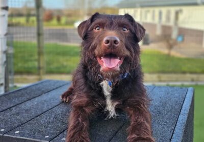Moby is looking for a new family Picture: Salisbury Dogs Trust