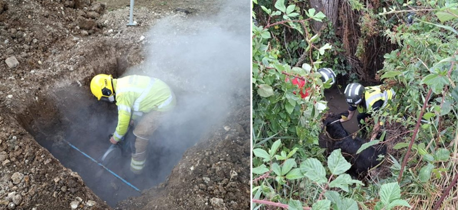 The calf was sedated before it was lifted out the pipe Picture: Hampshire & Isle of Wight Fire and Rescue