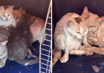 The RSPCA is raising funds to help their recovery Picture: RSPCA Mid Wiltshire Branch