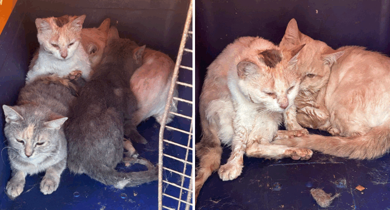 The RSPCA is raising funds to help their recovery Picture: RSPCA Mid Wiltshire Branch