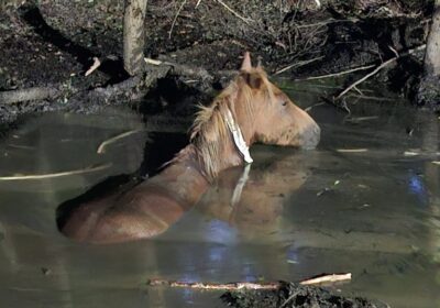The pony stuck up to its neck in water Picture: Hampshire & Isle of Wight Fire and Rescue
