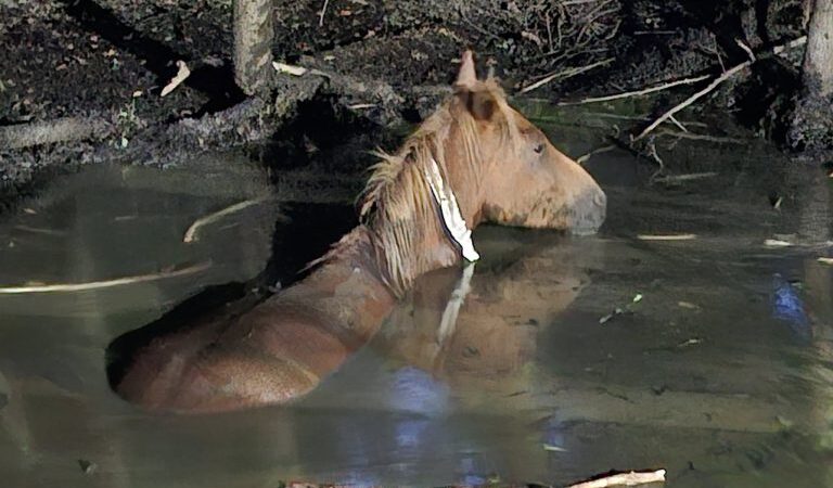 The pony stuck up to its neck in water Picture: Hampshire & Isle of Wight Fire and Rescue