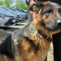 The dog rescued from a hot car in Swindon. Picture: Wiltshire Police