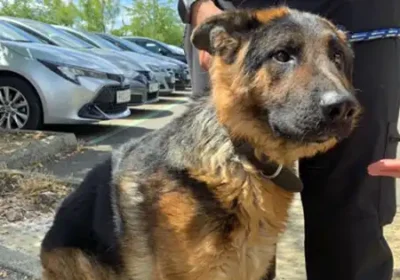 The dog rescued from a hot car in Swindon. Picture: Wiltshire Police