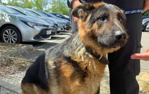 The dog rescued from a hot car in Swindon. Picture: Wiltshire Police
