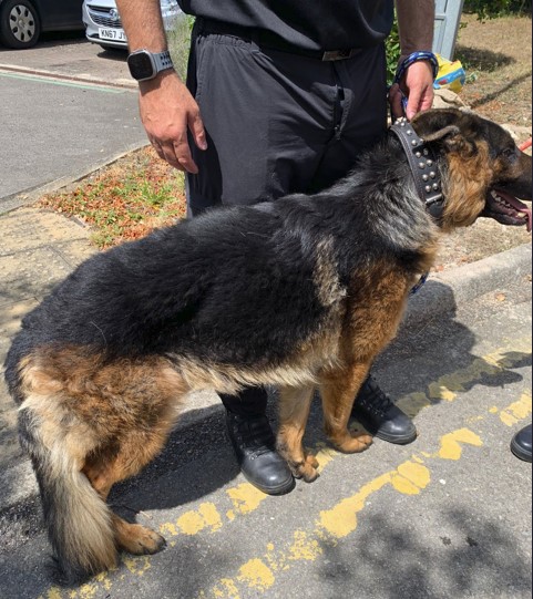 The dog rescued from a hot car in Swindon. Picture: Wiltshire Police