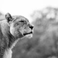 Malaika was known as the queen of the pride Picture: Longleat