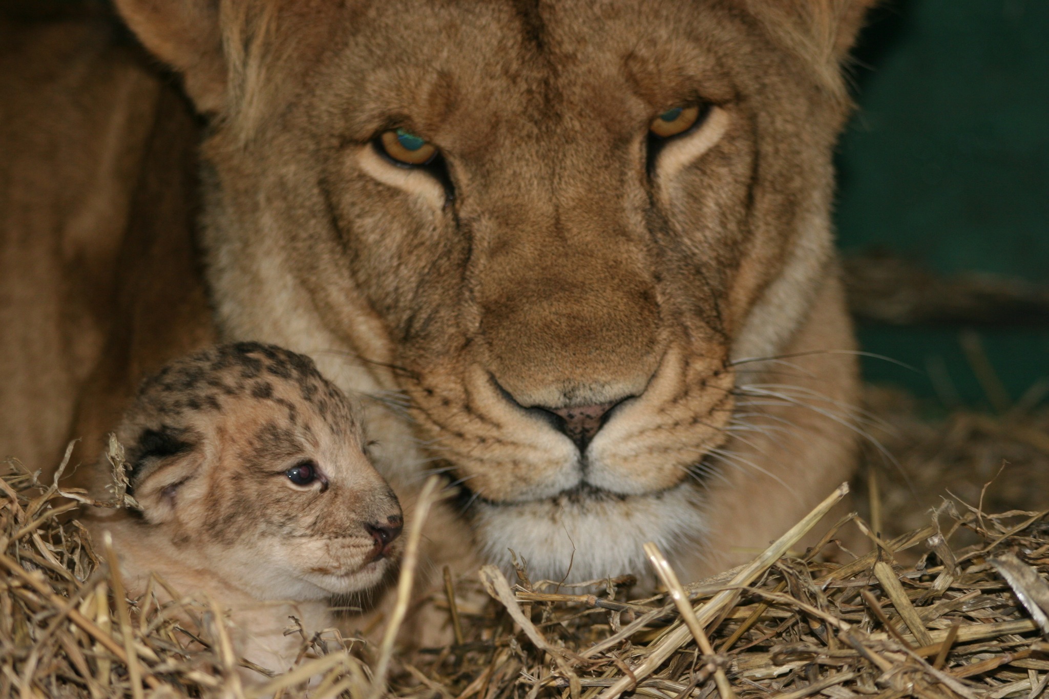 Picture: Longleat