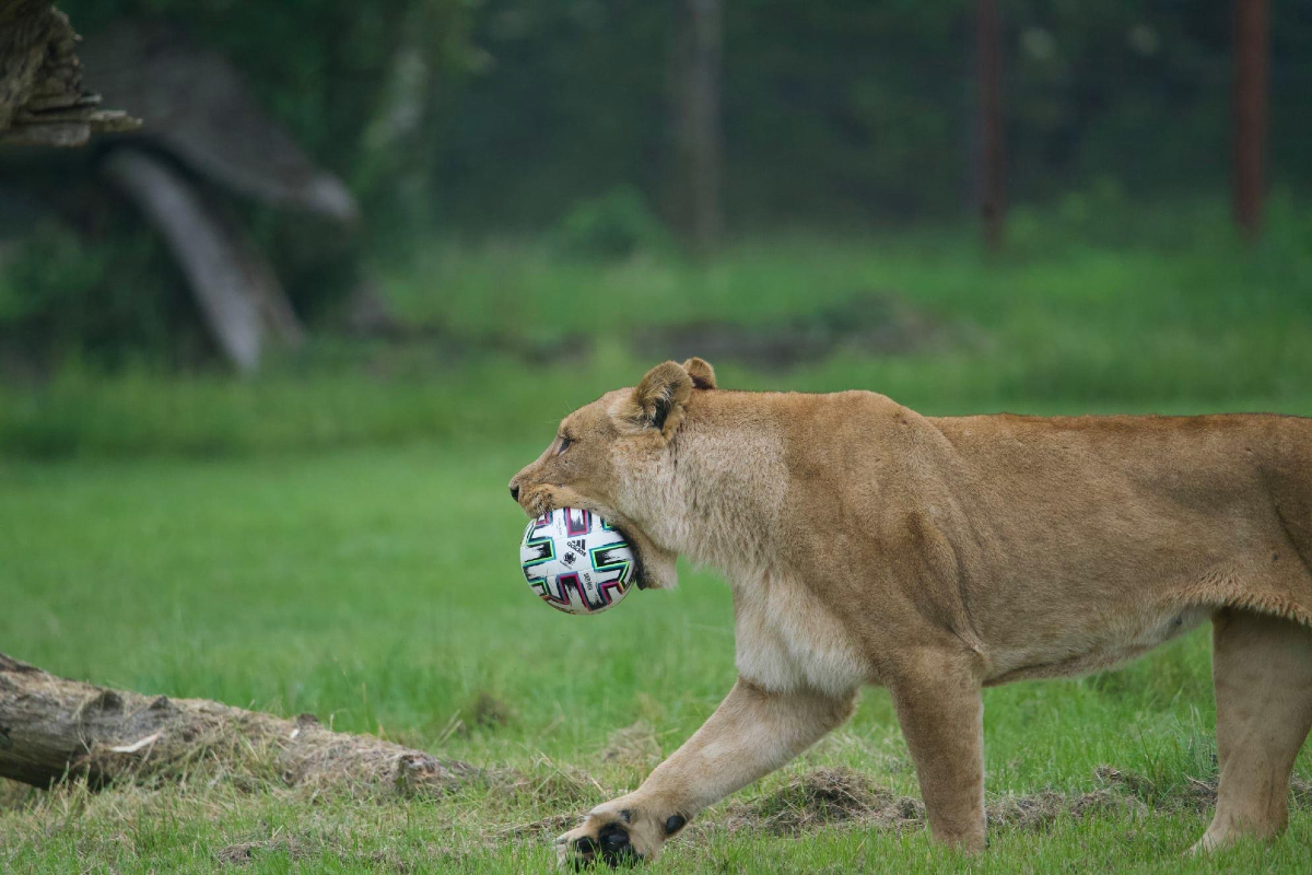 Malaika playing with a football Picture: Longleat