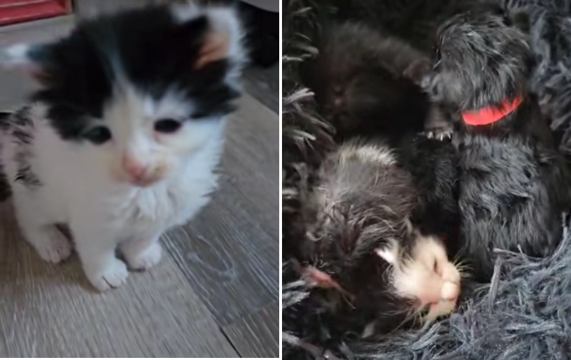 All kittens are now being cared for Picture: Cat Watch