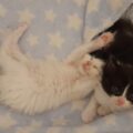 Some of the abandoned kitten which are just three to four weeks old Picture: Cat Watch