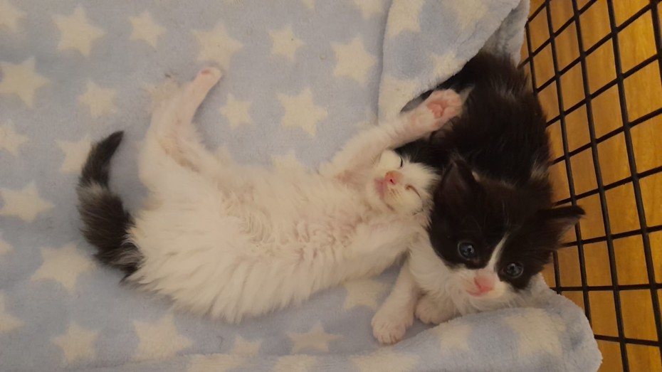 Some of the abandoned kitten which are just three to four weeks old Picture: Cat Watch