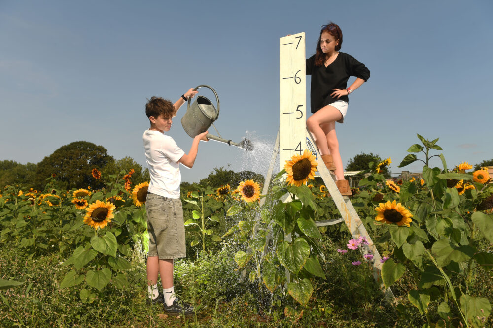 Stella Stefanini (12) and Kayden Johnstone (13) take stock and give a boost to some of the Sunflowers at the Picking Patch Picture: Russell Sach
