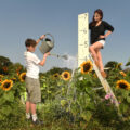 Stella Stefanini (12) and Kayden Johnstone (13) take stock and give a boost to some of the Sunflowers at the Picking Patch Picture: Russell Sach