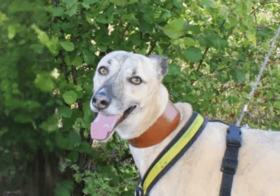 Tony is seeking a quiet, adult only home Picture: Salisbury Dogs Trust