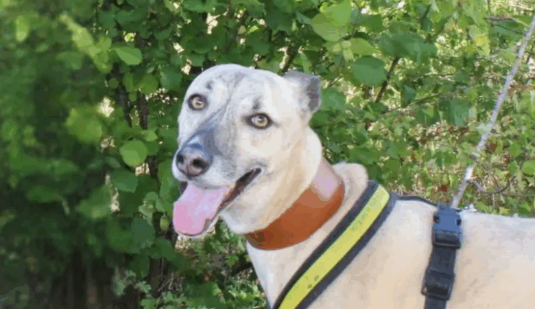 Tony is seeking a quiet, adult only home Picture: Salisbury Dogs Trust