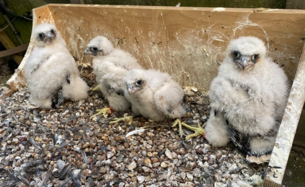 The chicks not long after they were ringed Picture: Salisbury Cathedral