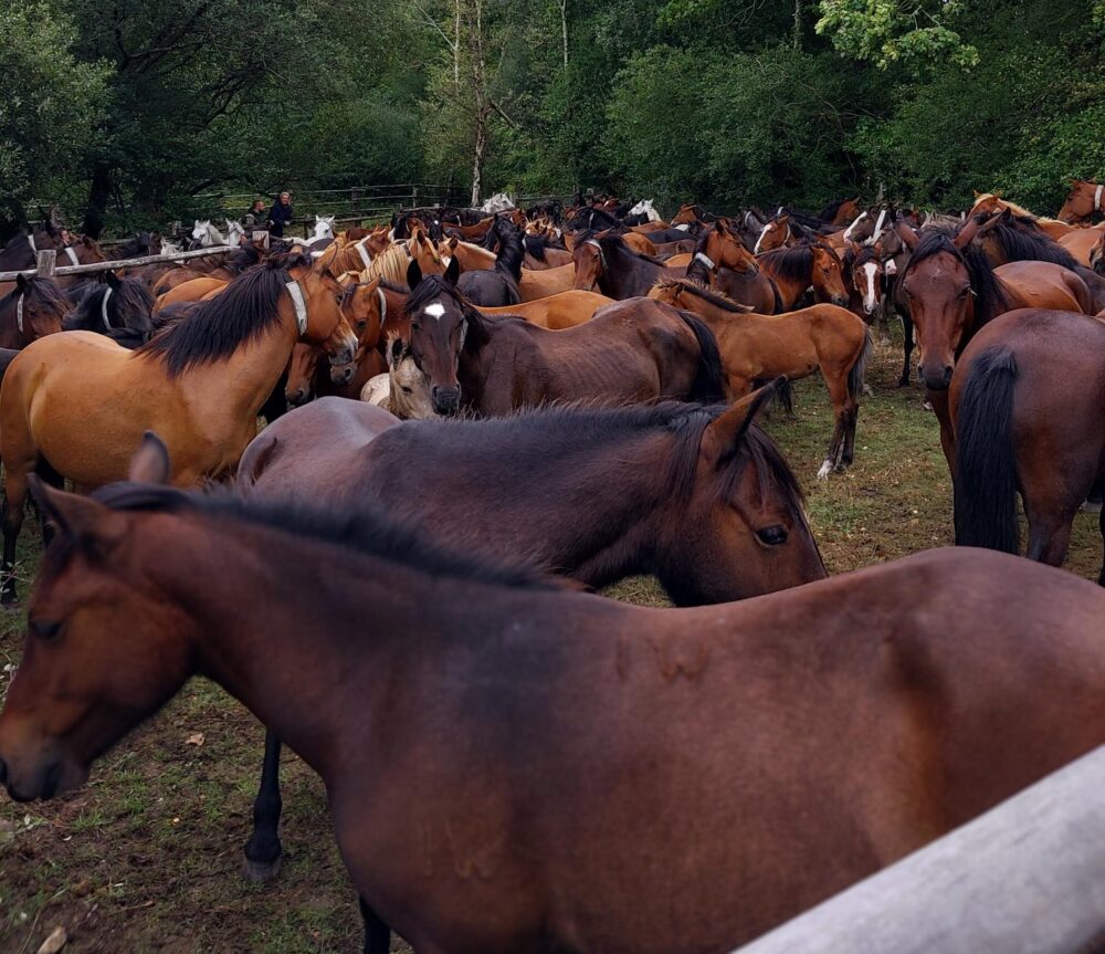 Police thanked drivers for their patience while they helped round up the ponies Picture: New Forest Police