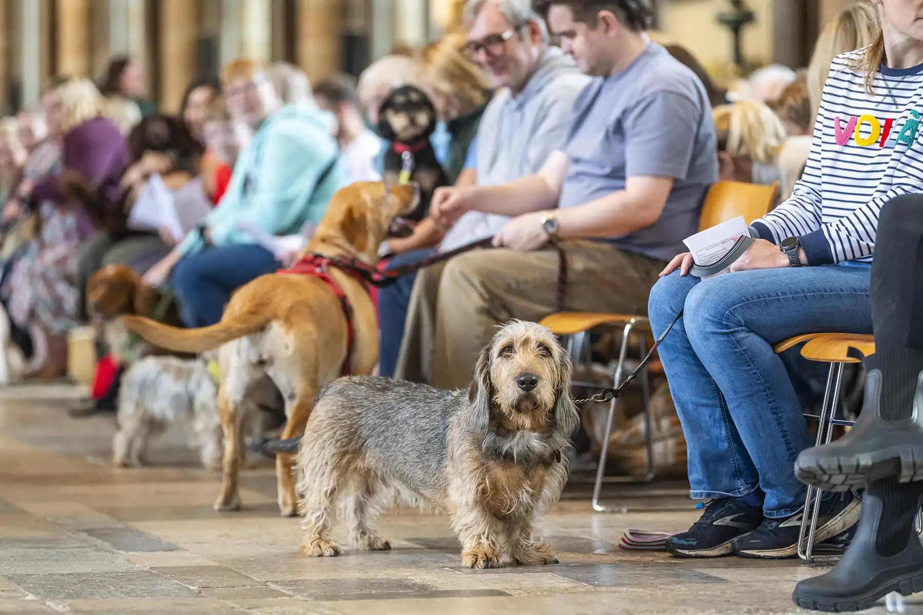 Hundreds of pets were blessed at Salisbury Cathedral. Pictures: Max Willcock