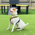 Could you provide a home for Splott? Pictures: Dogs Trust Salisbury