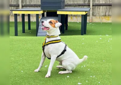 Could you provide a home for Splott? Pictures: Dogs Trust Salisbury