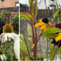 The nursery was created by the award-winning garden designer Robert Kennett Picture: Robert Kennett