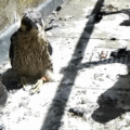 Three of the four now adult peregrines that are set to fend for themselves Picture: Salisbury Cathedral