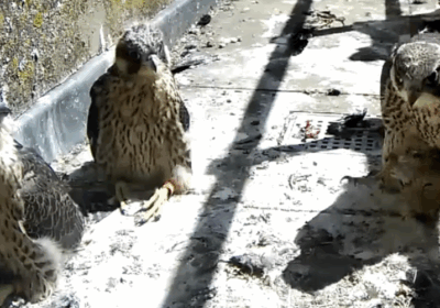 Three of the four now adult peregrines that are set to fend for themselves Picture: Salisbury Cathedral