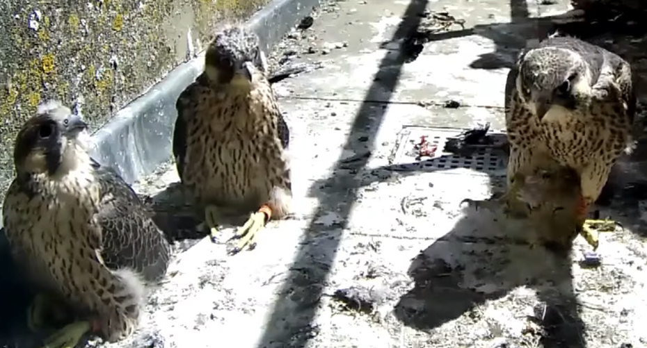 Three of the four now adult peregrines that are set to fend for themselves Picture: Salisbury Cathedral