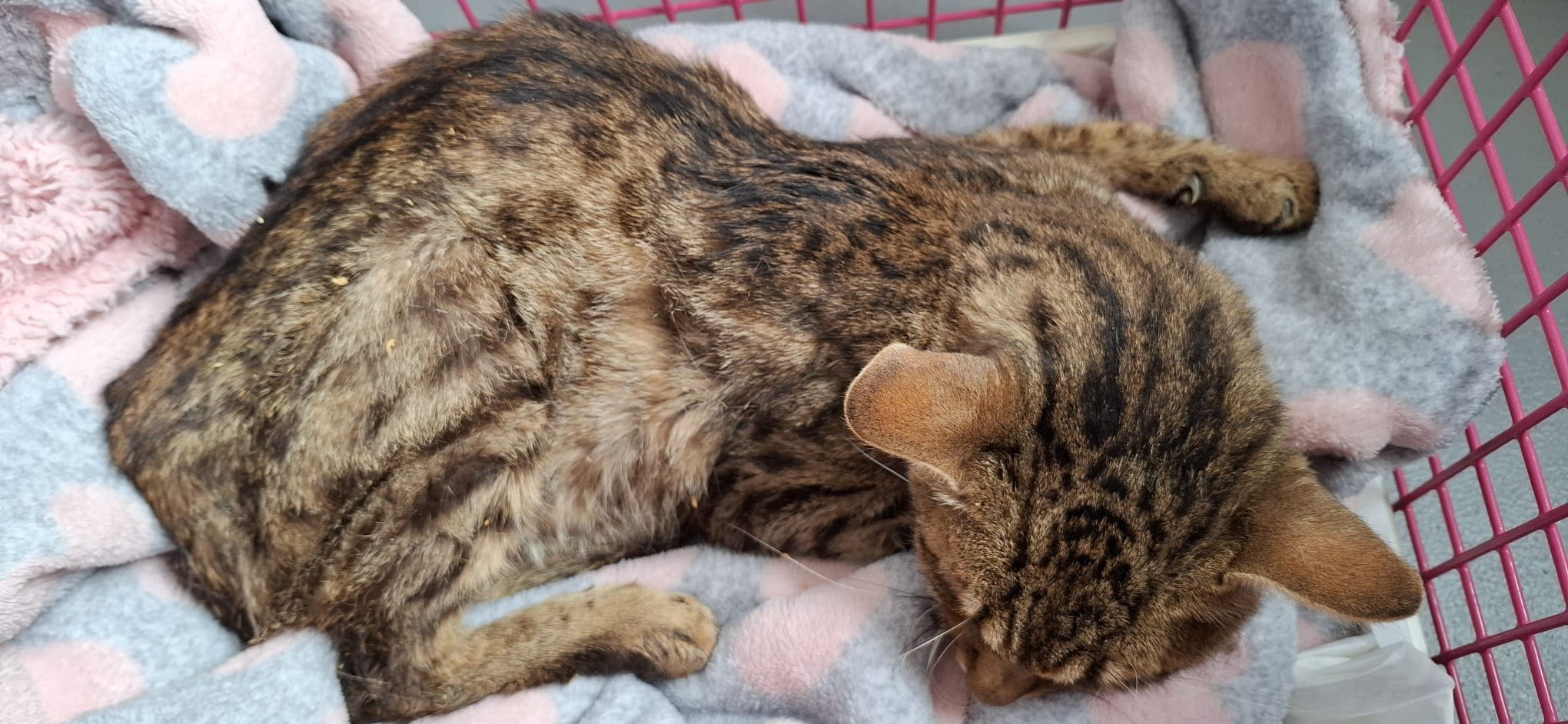 River recovering at the rescue centre Picture: Cat Watch Rescue Centre