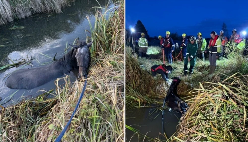 Freddie being rescued by fire crews Picture: DWFR