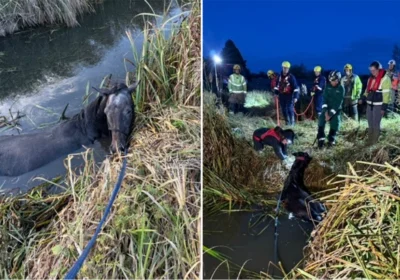 Freddie being rescued by fire crews Picture: DWFR