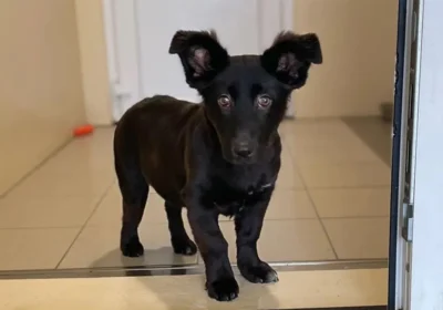 Sooty is looking for her forever home Picture: Dogs Trust Salisbury