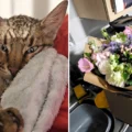 River, left, with the flowers sent to the rescue centre Pictures: Cat Watch Rescue Centre