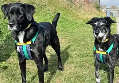 Chelsea and Scamp are best friends