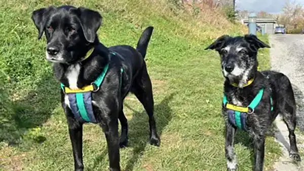 Chelsea and Scamp are best friends