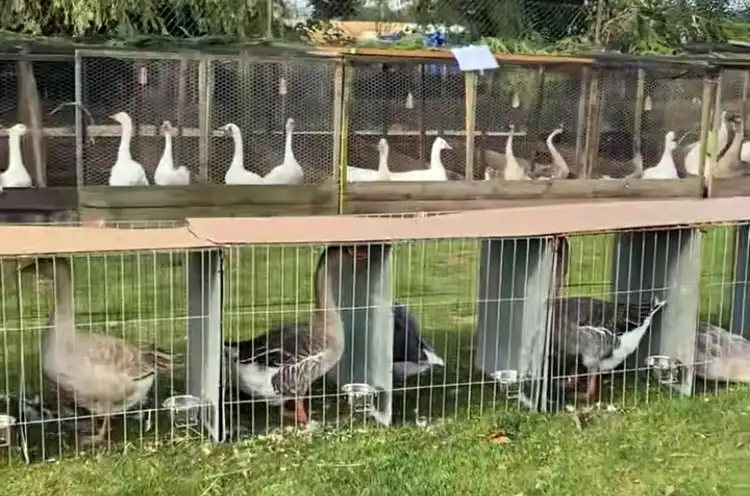 Grimsdyke Goose Fair is set to take place on August 2