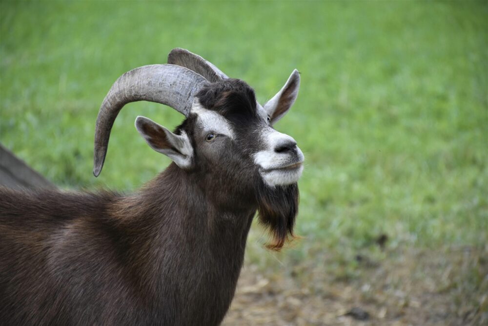 Goats are classed as livestock, so owners must comply with strict identification laws. Picture: RitaE from Pixabay
