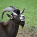 Goats are classed as livestock, so owners must comply with strict identification laws. Picture: RitaE from Pixabay